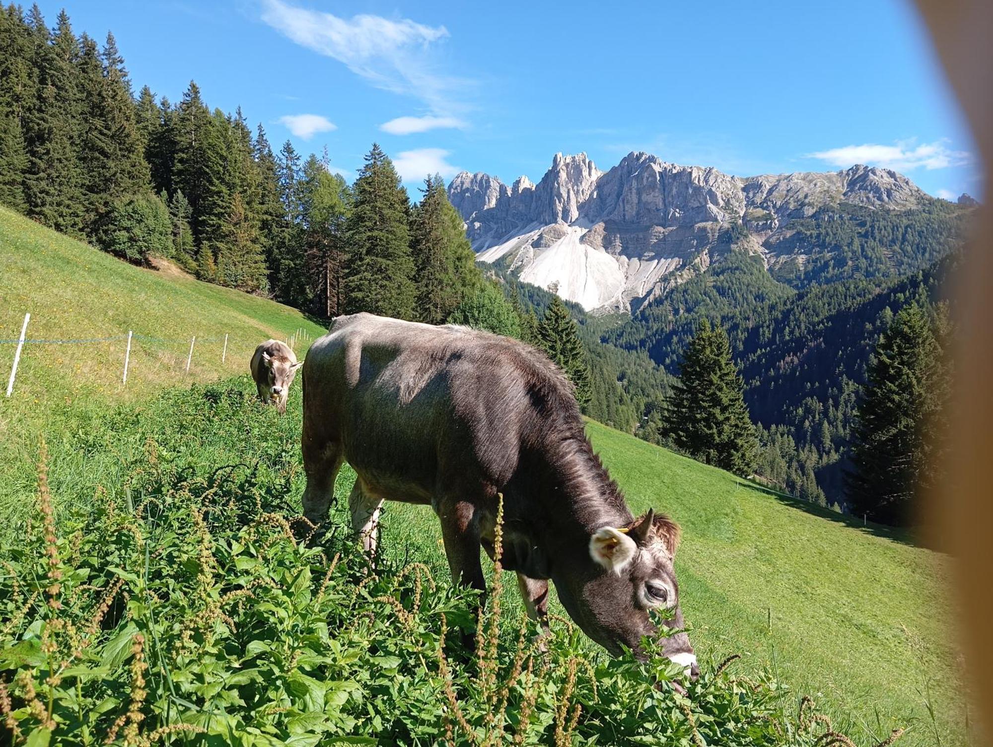 Zimmererhof Bressanone Exterior foto